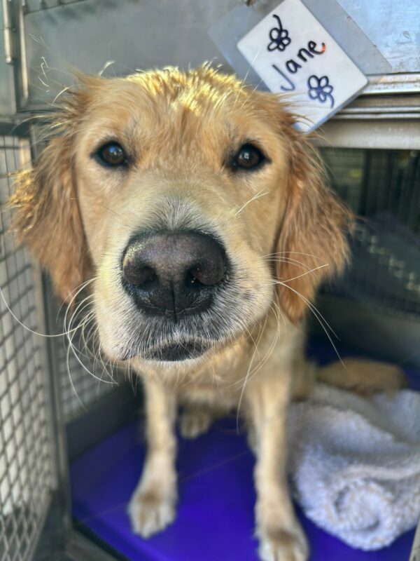 A wet, golden retriever and lab cross looks inquisitively at the camera with one lip puckered on the side. She is standing in a training van crate on a blue mat and fleece blanket peeking her head out of an open door. Behind her head is a handwritten name tag with flowers and her name, Jane.