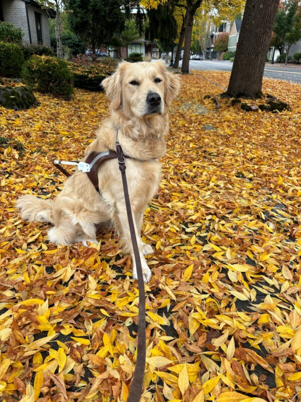 A golden retriever and lab cross in a harness sits on a sidewalk full of fallen yellow and orange leaves. She is squinting at the camera with one front foot forward. Behind her are trees, more fallen leaves, green bushes, and a street.
