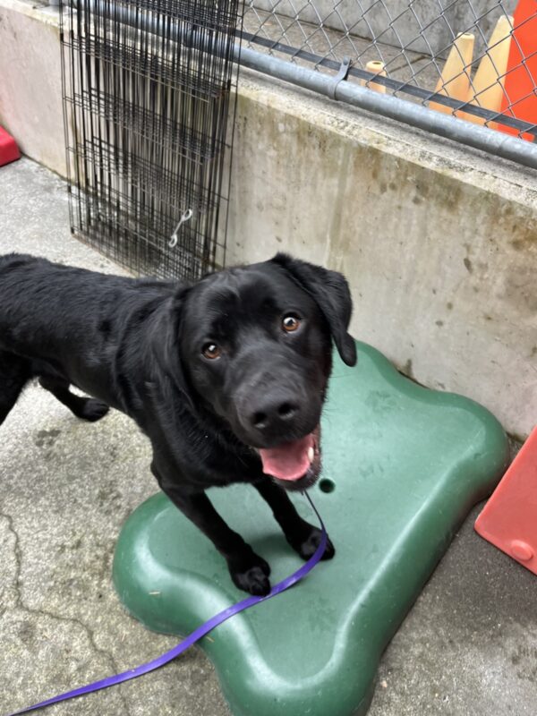 Kidder is standing on a bone play structure in community run. His front 2 paws are on it and he is looking excitedly at the camera, probably awaiting a food reward!
