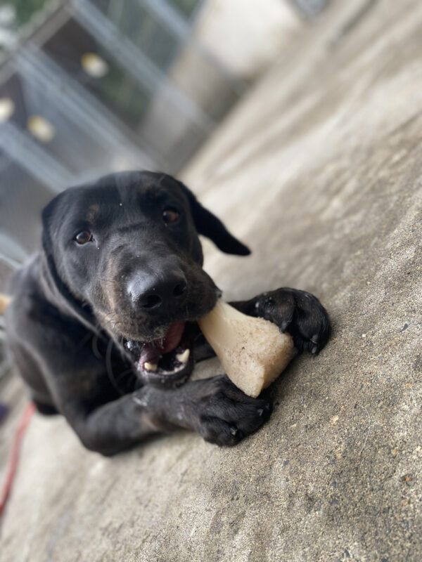Male brindle black lab, Narwhal, lays on the ground in a community run area. He holds a plastic bone with his front paws and chews with a silly expression on his face as he looks at the camera with an open mouth.