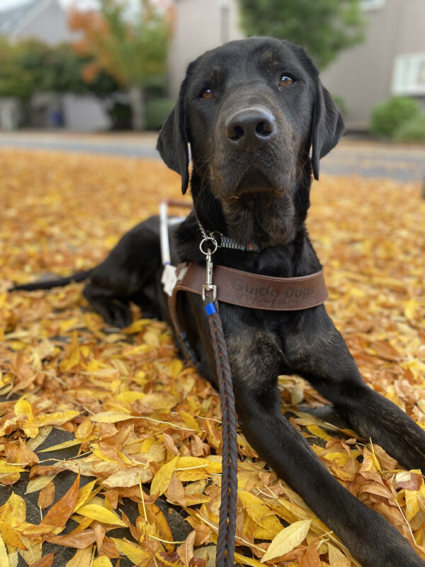 Male brindle black lab, Narwhal, lays down in his GDB harness on a sidewalk covered in bright yellow leaves that have fallen from an above tree. He looks at the camera wearing a stoic expression.