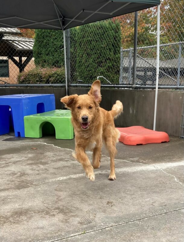 Pancake runs through the community run area. Red, green, and blue play structures can be seen behind him. Both of his front feet are off the ground and his ears are flying up in the air!