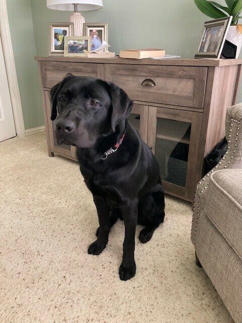 Seger sitting and facing the camera with furniture in the background