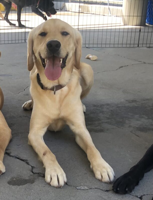 Herbie, a male yellow Labrador retriever/ Golden Retriever cross, sits facing the camera in a play area. His tongue is hanging out as he looks toward the camera.