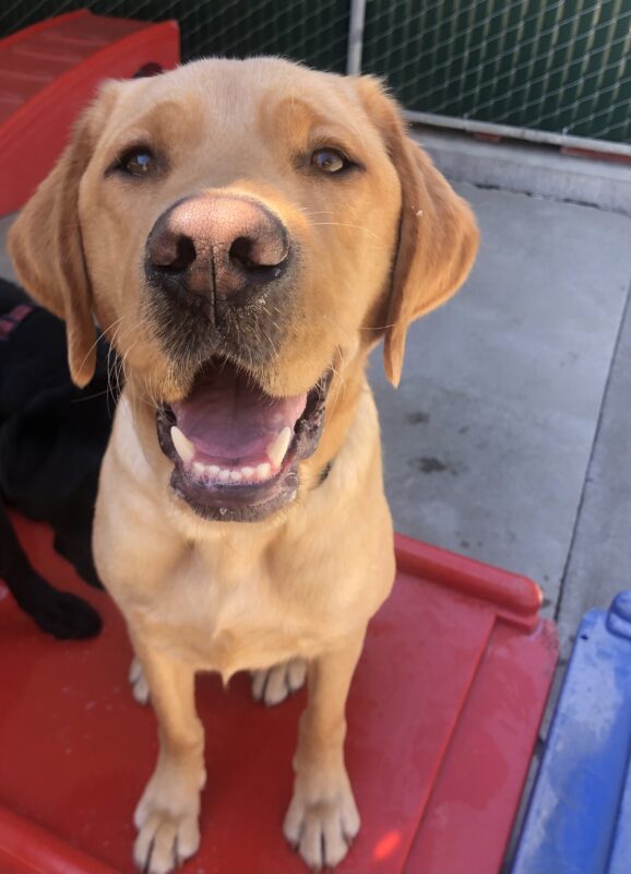 Burt, a male yellow Labrador Retriever, sits on a red play structure. He is looking toward the camera, seemingly smiling with his mouth open.