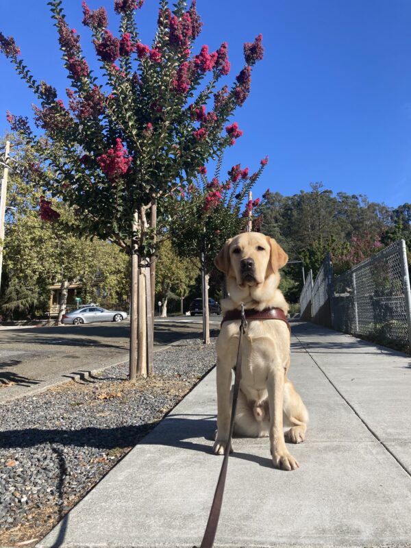 Dean, a male yellow Labrador Retriever, sits in harness. Several pink flowering trees are lined up behind him.