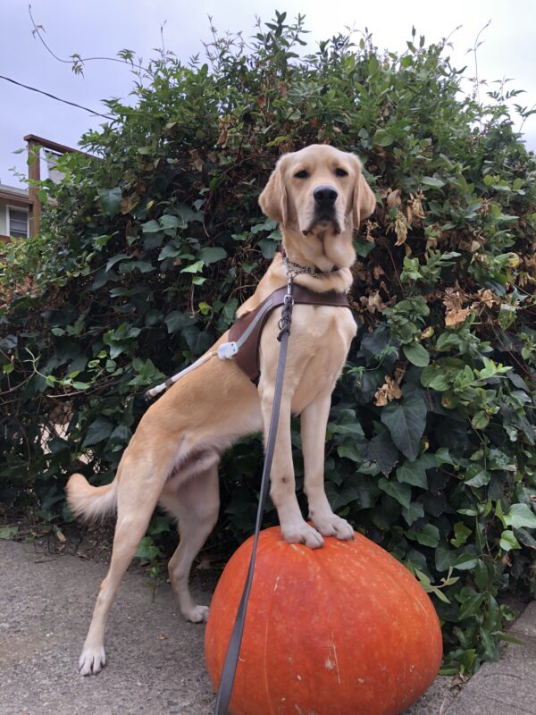 Herbie, a male yellow Labrador retriever/ Golden Retriever cross, places his front paws on pumpkin. Herbie is looking toward the camera, wearing is harness, with green shrubs in the background.