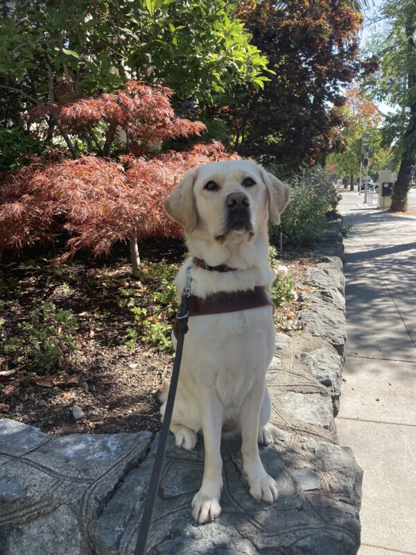 Panache, a female yellow Labrador Retriever, sits in harness. She is looking toward the camera, mouth closed, with various fall colored trees in the background.
