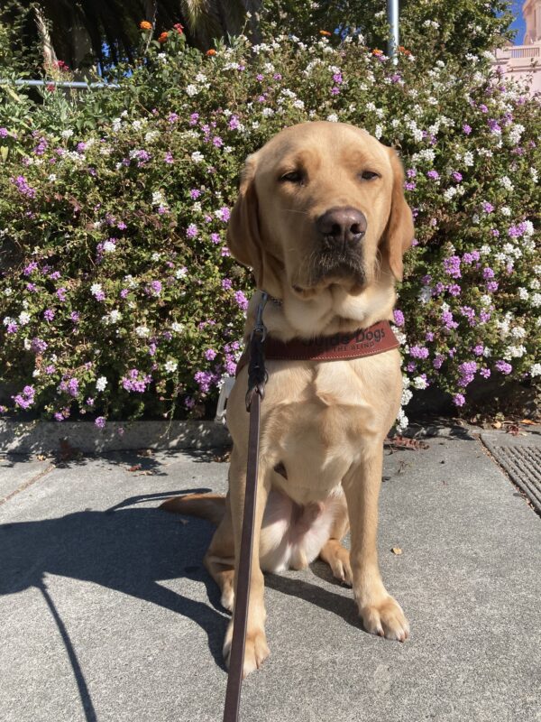 Burt, a male yellow Labrador Retriever, sits in harness. Behind him is a bush filled with purple and white flowers.
