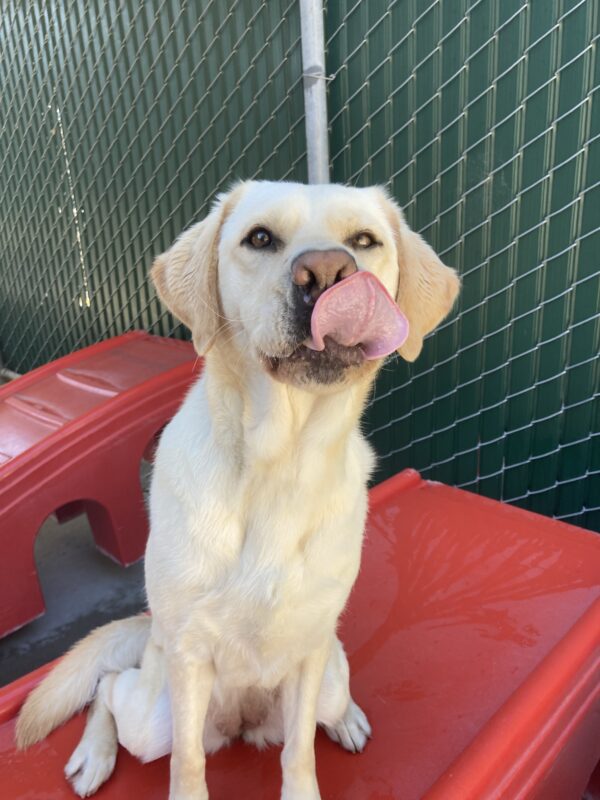 Panache, a female yellow Labrador Retriever, sits on a red play structure. She is looking toward the camera, while mid-lick of her lips.