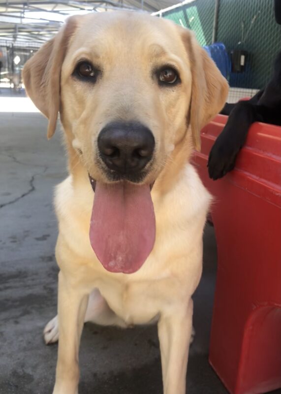 Dean, a male yellow Labrador Retriever, sits next to a red play structure. Dean looks toward the camera with his tongue hanging out.