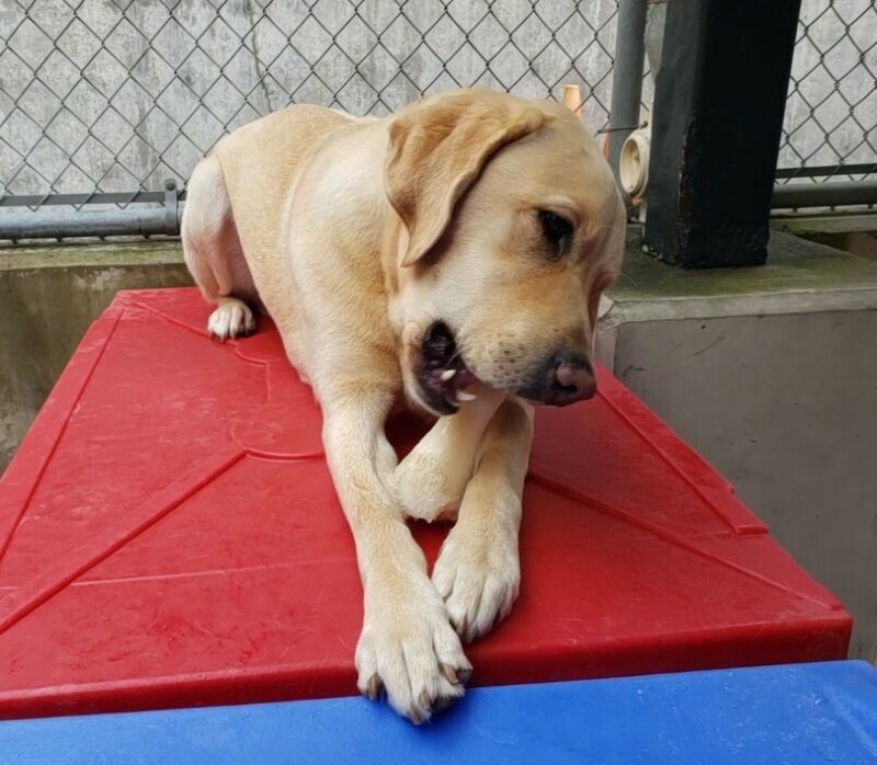 Brian is laying down and chewing a bone on playground equipment in CR on the Oregon Campus.