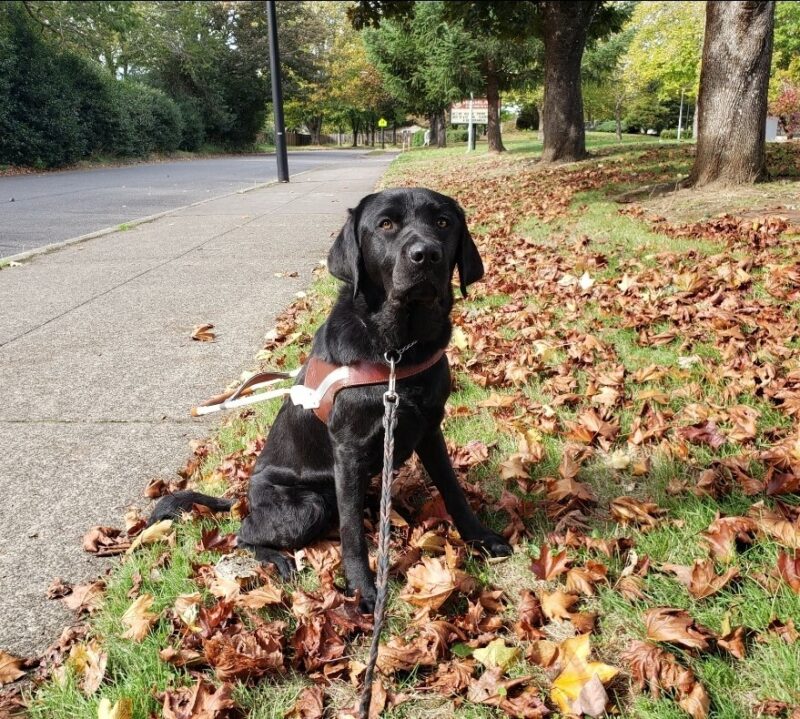 Kestrel is wearing her harness and sitting in grass along a suburban sidewalk. She's looking at the camera and leaves are all around her.