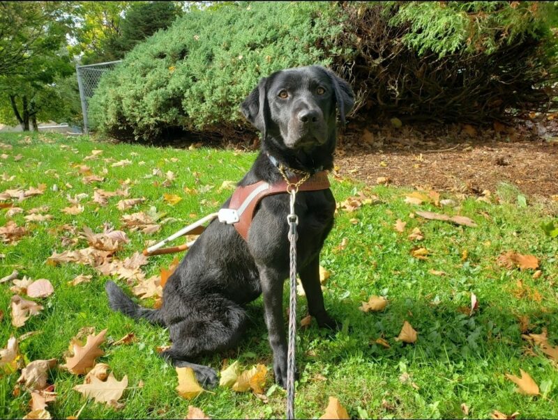 Sylvie is wearing her harness and sitting in the grass at a park. There is a bush behind her and many leaves on the ground.