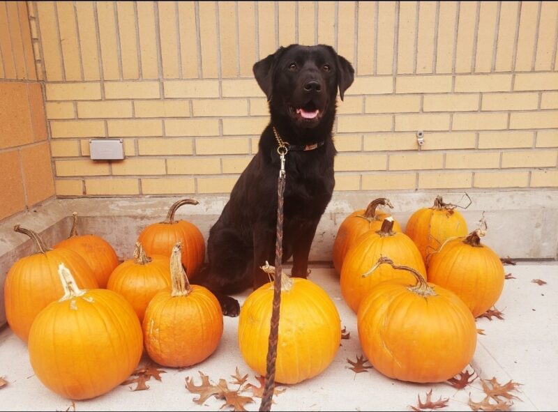 Sylvie is sitting in the middle of 11 pumpkins on the Oregon Campus. Her mouth is open and she seems to be staring off to camera left. There are also leaves on the ground.