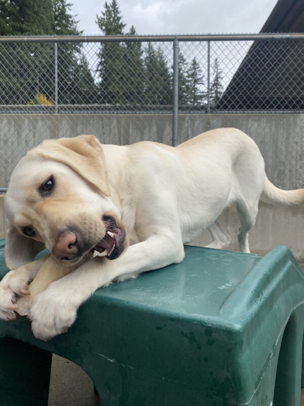 Female yellow lab, Tostada, lays on a set of green plastic stairs in a community run area. Her back legs stand up behind her on the descending set of stairs, while her front legs hold a bone that she chews on.