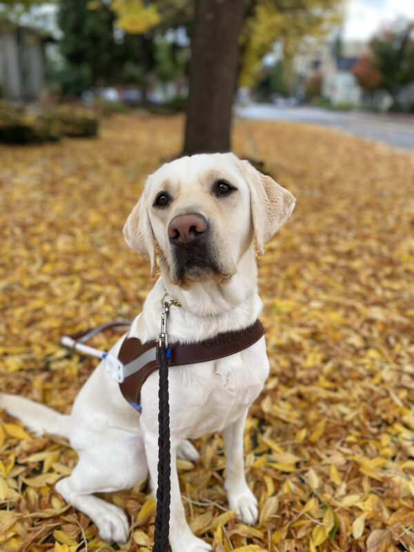 Female yellow lab, Tostada, sits in her GDB harness on a sidewalk covered in bright yellow leaves that have fallen from a tree. She looks slightly to her right at the camera.