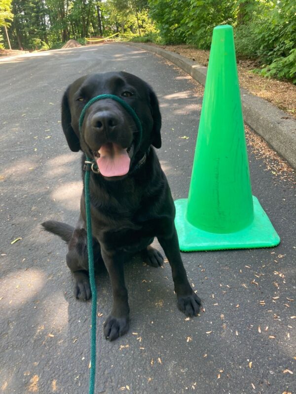 <p>Happy Black Labrador Retriever, Waverly, sits on a pathway on the OR campus, outlined by lush green trees. Waverly has her green head collar on as she sits next to a tall lime green traffic cone. Waverly sits proudly looking into the camera as if she choreographed this picture herself with perfect complimenting green colors.</p>