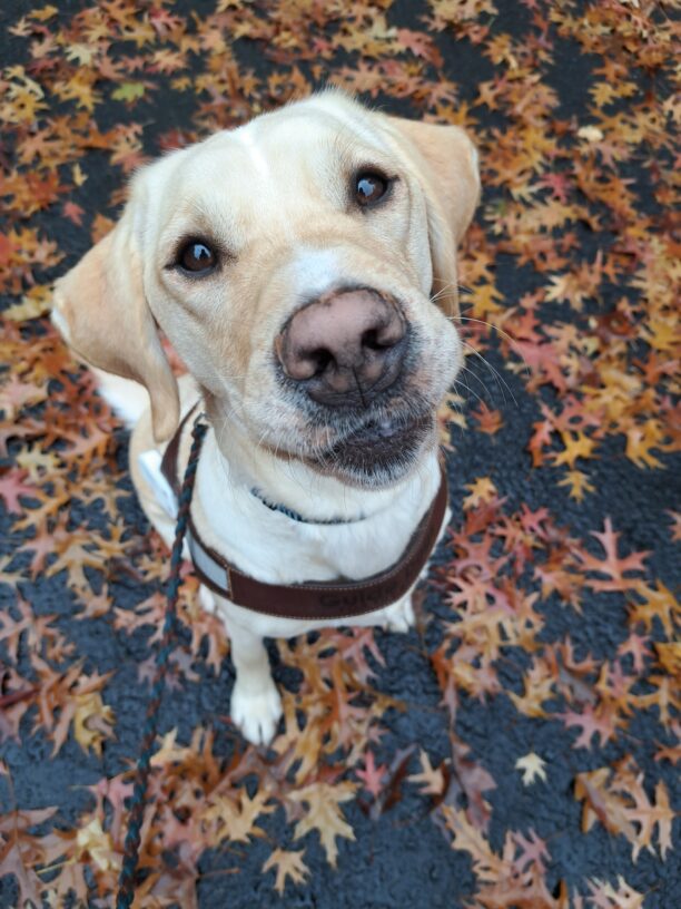 Yellow lab (Anders) sitting on a bunch of yellow/orange leaves looking up at the camera.