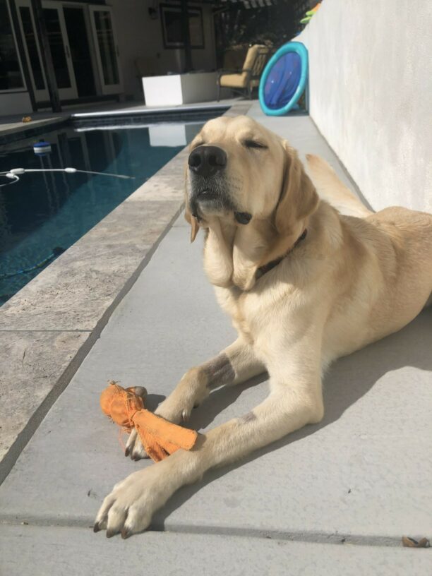 Yellow Labrador - Golden Retriever crossbreed Folklore lies on a pool deck, with his eyes closed as he basks in the sunshine.