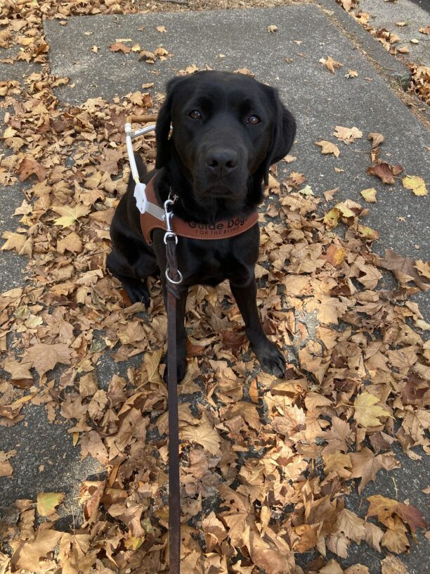 Rosa is sitting in harness on the sidewalk filled with fallen brown leaves on the ground.