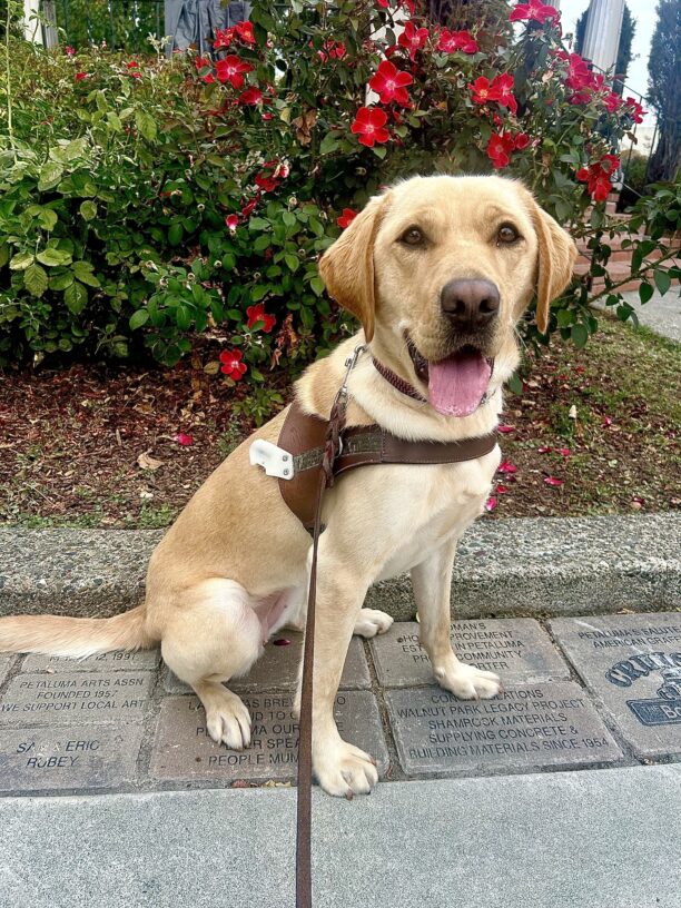 Glam is sitting in front of a bush with red flowers wearing a guide dog harness.