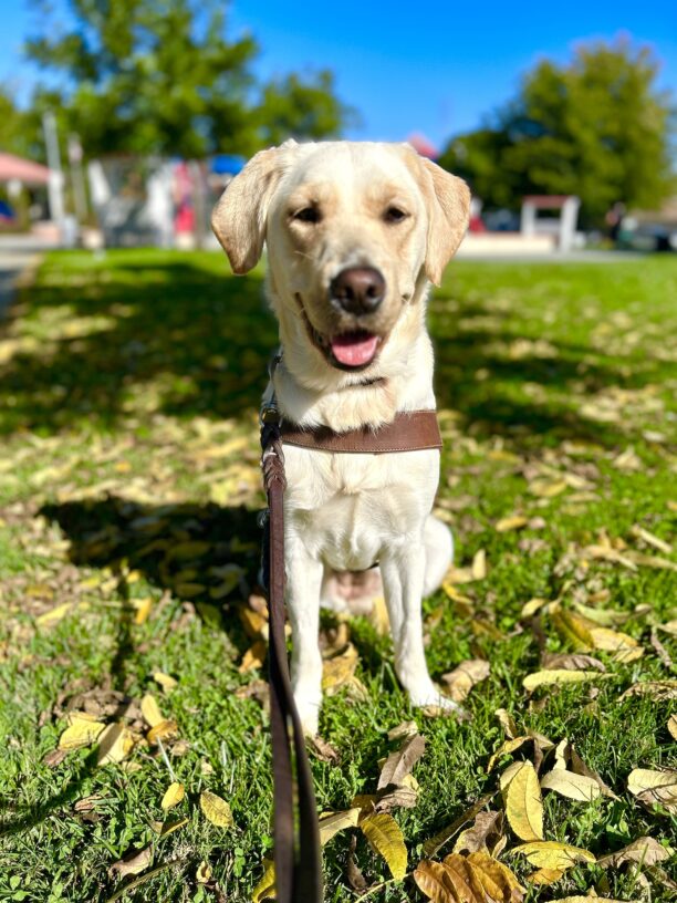 Judy sits facing the camera, wearing her guide dog harness. A grassy park with autumn leaves serve as the background.