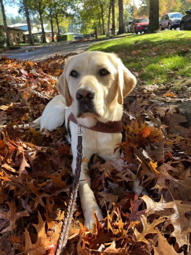 Yellow Lab Photon lies in a pile of brownish orange leaves. He is wearing a leather guide dog harness. Oregon Campus buildings and parking lot are in the background.