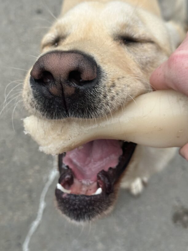 Yellow Lab Photon’s eyes are closed in happiness as he grabs ahold of a Nylabone his instructor is holding out for him.