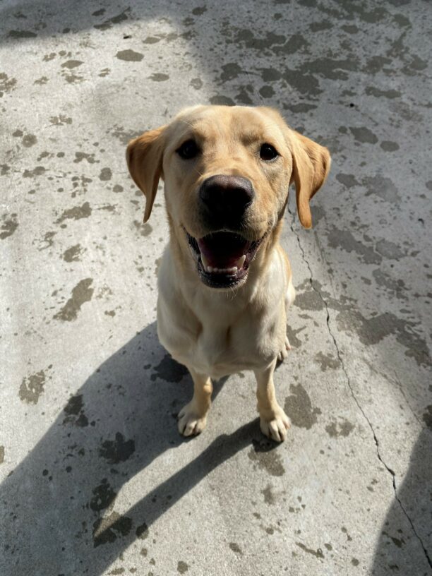 Al a male, yellow lab sits facing the camera, an open mouth smile on his face. There ground around him is covered in wet paw prints.