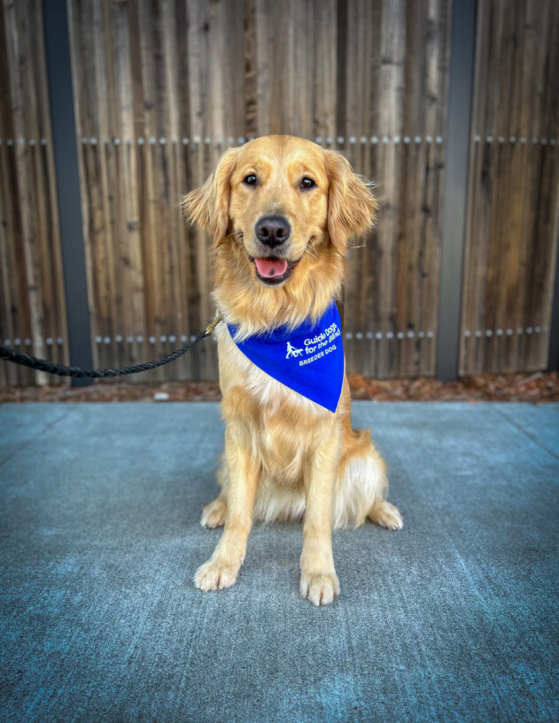 Babka, a female Golden Retriever, sits facing the camera with a perked up expression on her face and a sweet smile. She is wearing a bright blue scarf that says Guide Dogs for the Blind Breeder Dog. There is a wooden fence in the background.