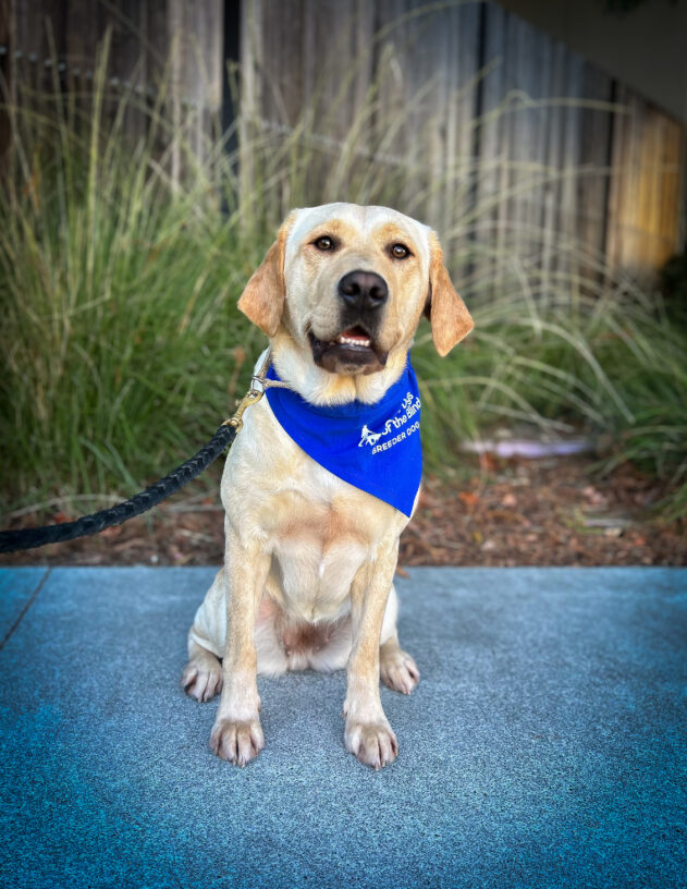 Yellow Labrador Beauty sits on a sidewalk in front of a wooden fence and green plants. She is wearing a blue scarf with the Guide Dogs for the Blind logo that reads Breeder Dog. She is looking at the camera with her mouth slightly open.