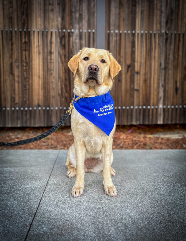 Cute little yellow Lab Bermuda sits on a sidewalk in front of a wooden fence wearing her blue breeder scarf