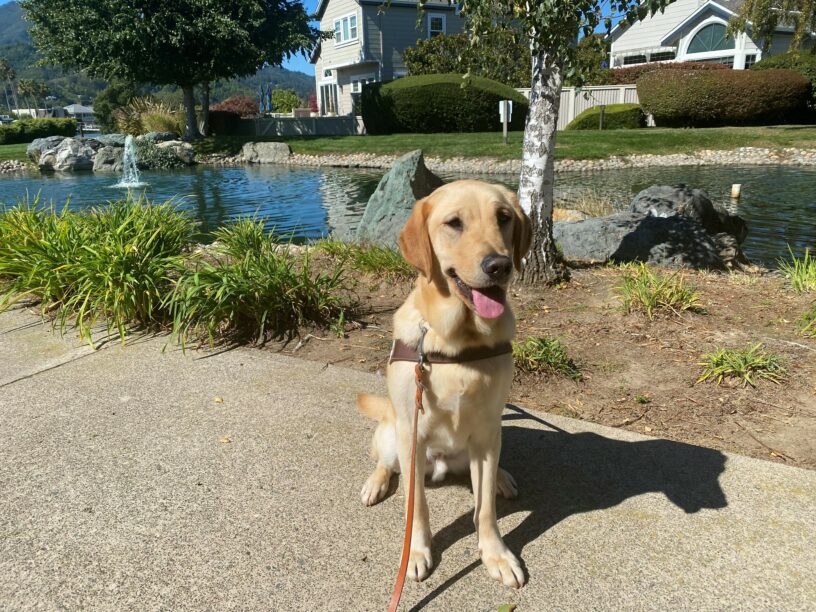 Forsythe, a yellow male Lab Golden Cross, sits on a sidewalk while wearing a Guide Dogs for the Blind harness. He smiles with his tongue out as he looks slightly off to the side. Behind him is a man-made pond with a fountain, trees and other shrubbery along with some houses.