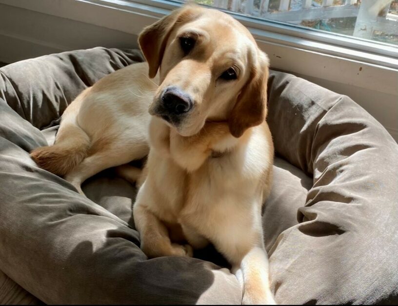 Forsythe, a yellow male Lab Golden Cross, lies on a dog bed with his head tilted to one side while looking at the camera. He is in a home setting.