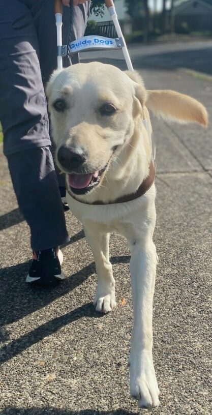Galley, a yellow lab, is working in harness. She is looking and leading straight towards the camera and her tail is wagging off to the side. In the background her handlers legs can be seen following her lead, and the sidewalk stretches out behind her.