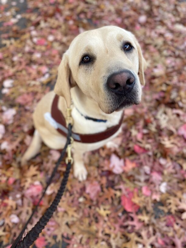 Female yellow Labrador Retriever, Lindsay, looks into the camera sweetly wearing her harness. She is sitting on fallen leaves of varying shades of red and orange.