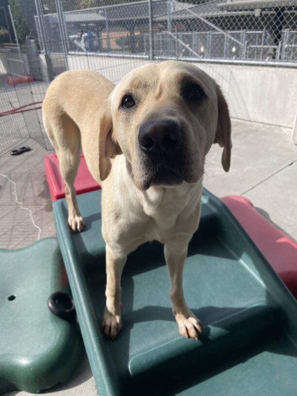 Female yellow Labrador Retriever, Lindsay, looks at the camera while standing on a green and red play structure.