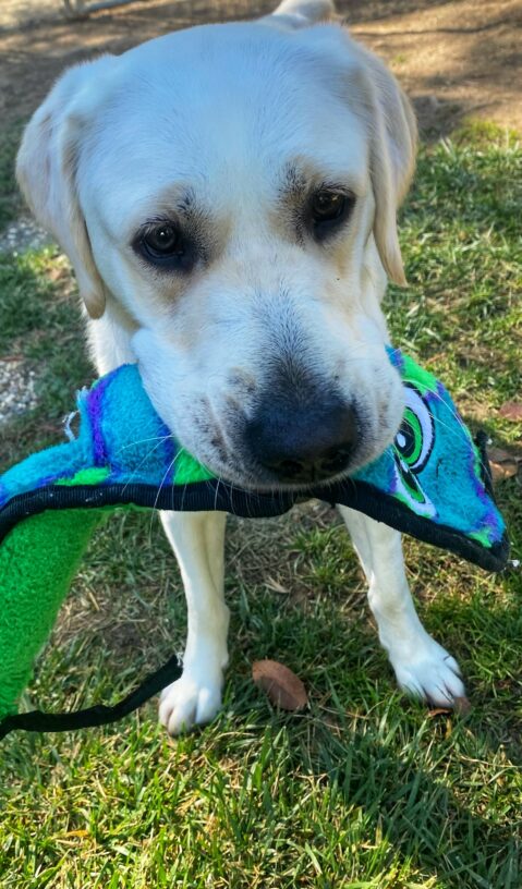 Jamie is standing in a grassy area with a large soft toy in her mouth.