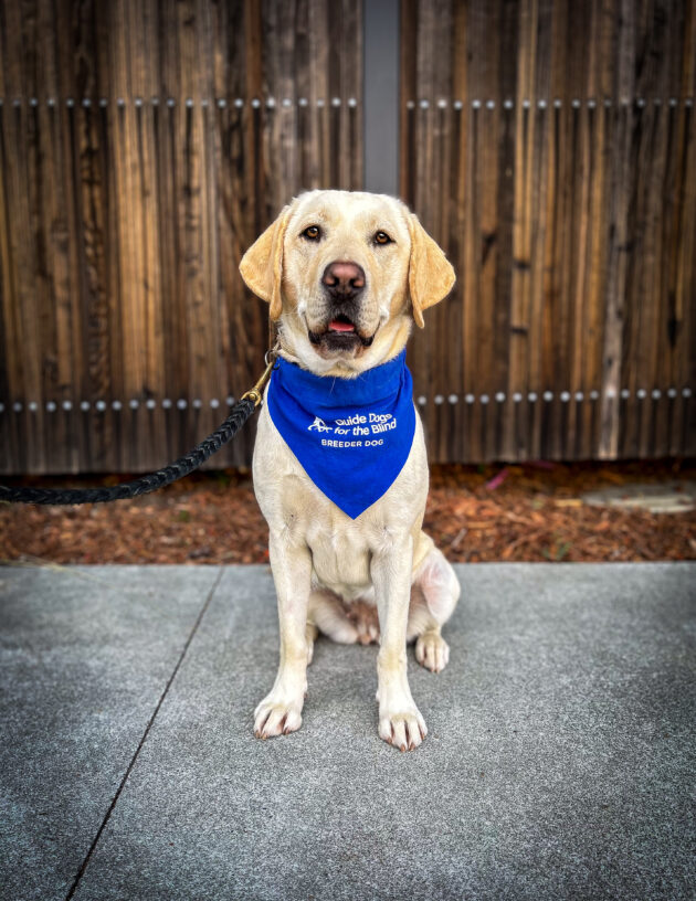 Yellow Lab Prelude sits on a sidewalk in front of a wooden fence wearing her blue breeder scarf.