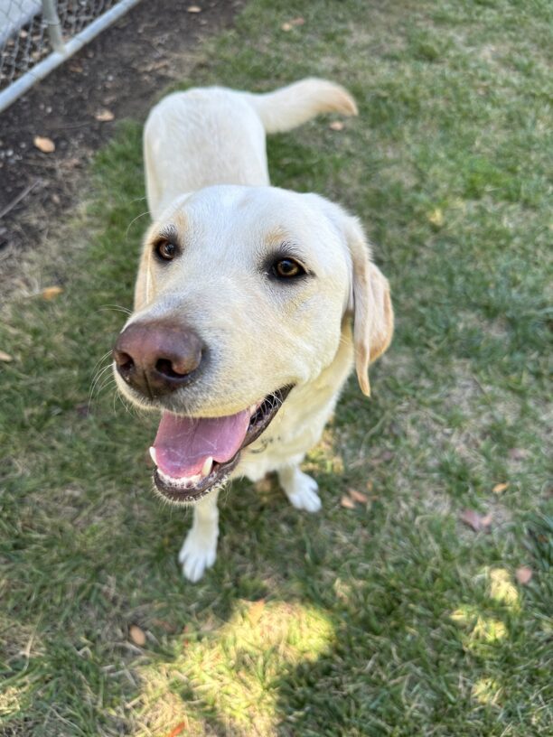 Sunlight, a yellow Labrador Retriever, has her mouth open in a smile, tail in mid-wag, as she looks into the camera while standing on a grassy field.  Her beautiful dark eyes and blush colored nose outline her face so sweetly.