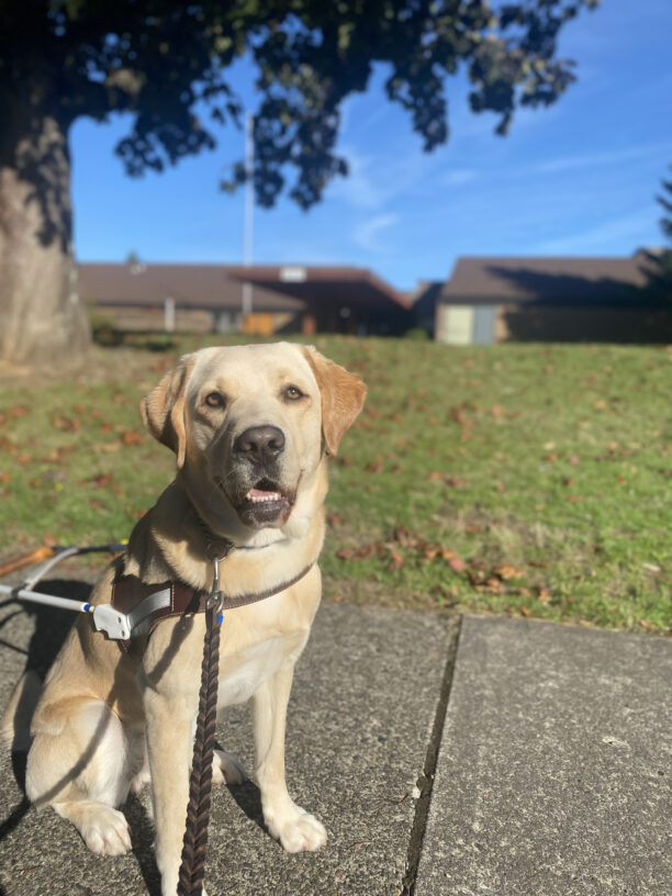 Female yellow lab, Debut, sits on a sidewalk in her GDB harness. She smiles at the camera with an open mouth. A grassy area and elementary school are out of focus in the background.