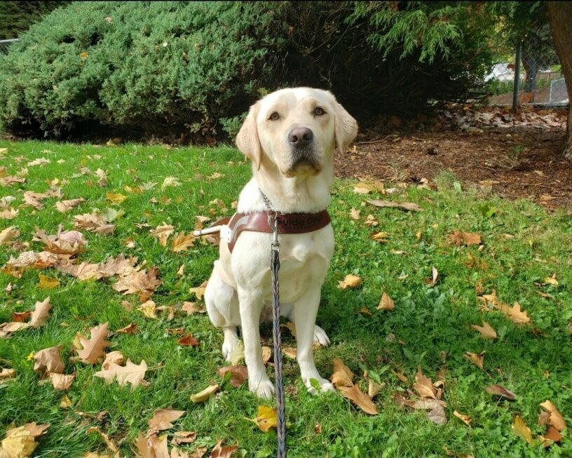 Debbie is wearing her harness and is sitting in the grass at a park. She's looking at the camera as she's surrounded by the leaves that are beginning to fall.