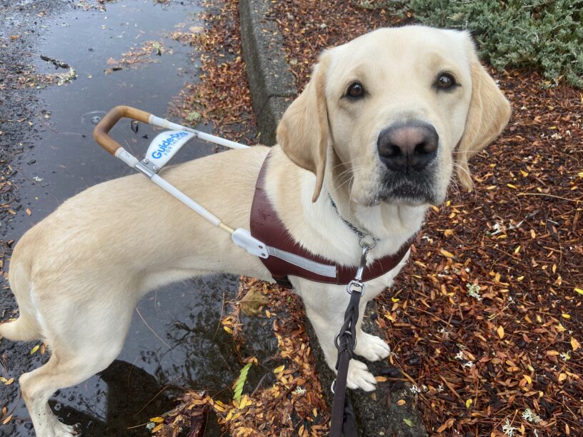 Danish is standing with his feet on a leaf covered curb edge. He is wearing his harness and looking up at the camera.