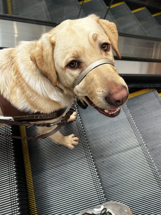 Danvers is smiling up at the camera as he stands on a set of non moving escalators. He is wearing his harness a gentle leader and boots.
