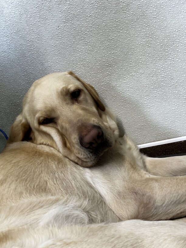 Danvers is looking sleepily at the camera as he is being woken up from his nap, his head is up against the wall as his chin rests on his shoulder.