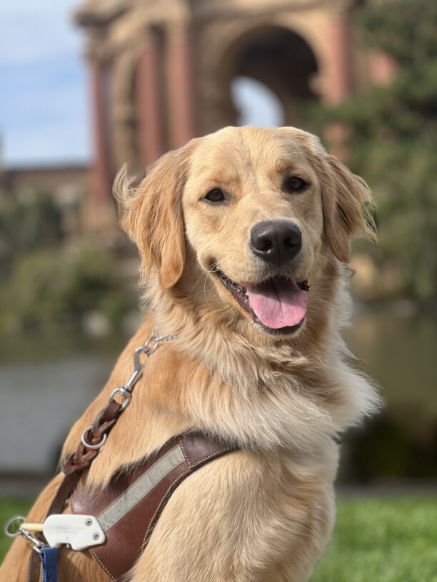 Mister proudly wears his harness and sits for a photo. The palace of fine arts in the background is blurred out making him the focus of the photo.