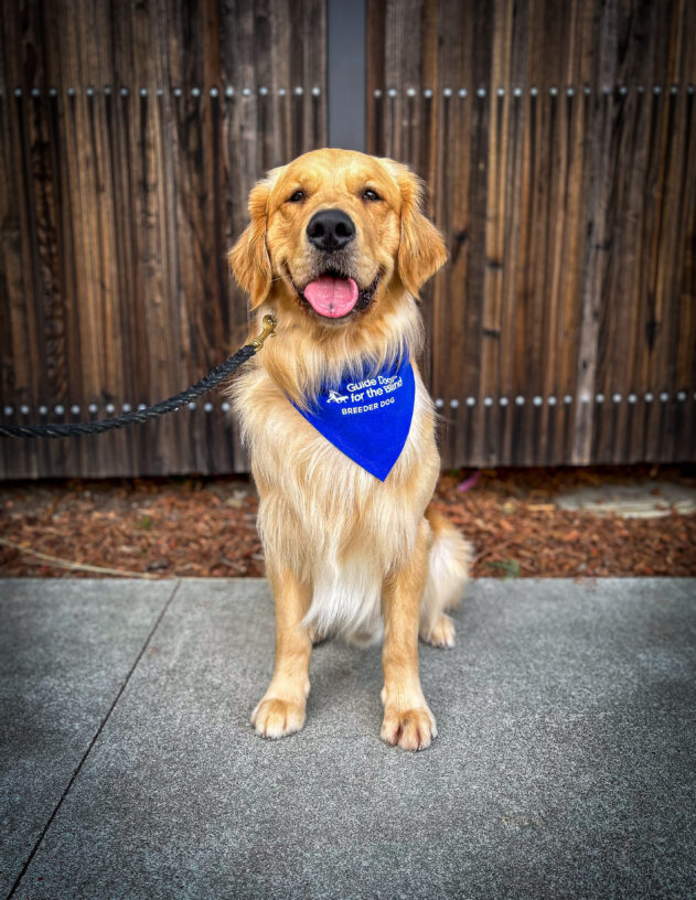 Handsome Golden Retriever Chipper sits on a sidewalk in front of a wooden fence wearing his blue breeder scarf.