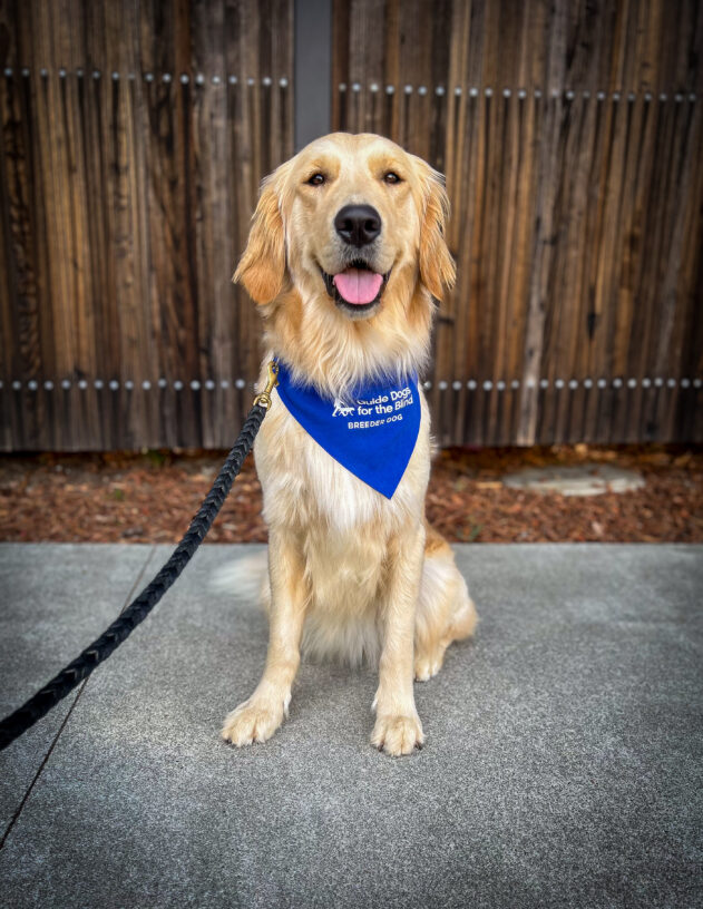 Golden Retriever Crystal sits on a sidewalk in front of a wooden fence wearing her blue breeder scarf.