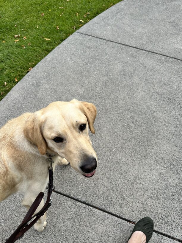 Yellow Labrador - Golden Retriever crossbreed Folklore is walking on a concrete pathway, outlined by green grass. He pauses mid-stride looking back toward his handler.
